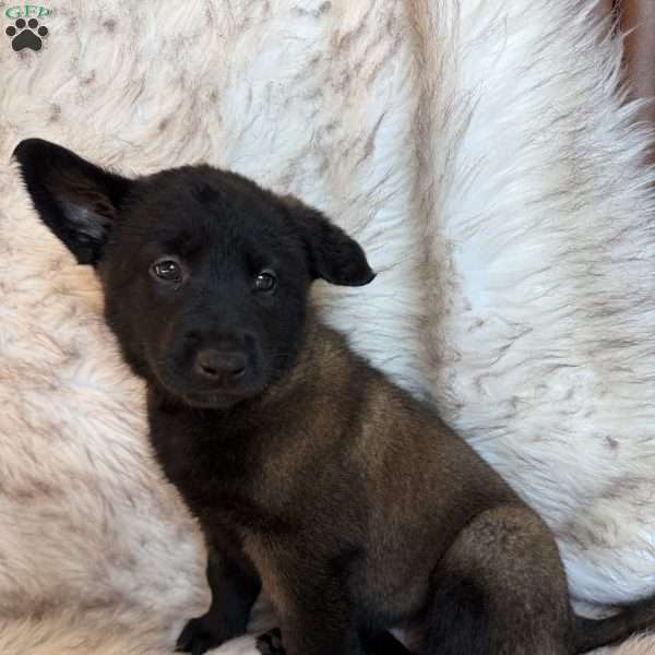 Dark Blue, Belgian Malinois Puppy